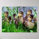 Recherche de individueller posters Nature