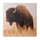 Recherche de troupeau carreaux Vache