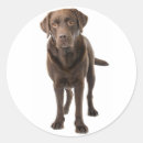 Recherche de labrador retriever autocollants Chiot