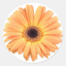 Recherche de macro de fleur autocollants Pétales