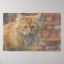 Recherche de chat de gingembre posters Mignon