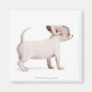 Recherche de bureau vétérinaire magnets Photographie