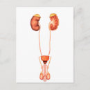 Recherche de génital posters Santé