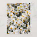 Recherche de jonquilles cartes postales Fleur
