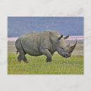 Zoek naar neushoorn briefkaarten Kenia
