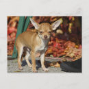 Recherche de de chiwawa cartes postales Petit