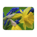 Recherche de jacinthe magnets Printemps