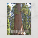 Zoek naar sequoia briefkaarten Bomen