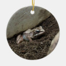 Recherche de ornement de grenouille ornements Photographie