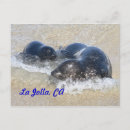 Recherche de phoque bébé cartes postales Californie
