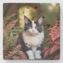 Recherche de ragdolls dessous de verres Poupée