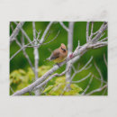 Recherche de cèdres cartes postales Oiseau