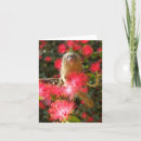 Recherche de pygmée vœux cartes Faune