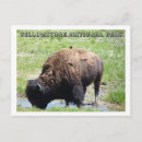 Zoek naar buffels briefkaarten Toerisme