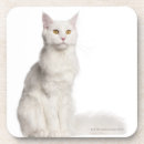 Recherche de séance de chat Félin
