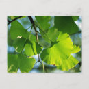 Recherche de le ginkgo biloba cartes postales Gingko