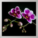 Zoek naar rode orchidee posters Rood