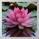 Recherche de fleur de lotus posters Pour elle