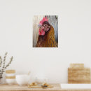 Recherche de animaux de basse cour posters Volaille