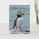 Zoek naar puffins kaarten Dier