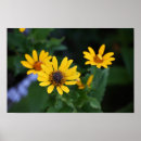 Recherche de jaune de fleur posters Fleurs jaunes