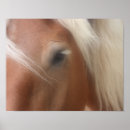 Recherche de cheval dressage posters Chevaux