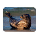 Recherche de océan pacifique magnets Délimiteur danita