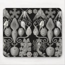 Recherche de diatomées Ernst haeckel
