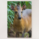 Recherche de dik diks Animal