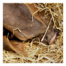 Zoek naar varkens posters Landbouwhuisdieren