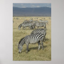 Recherche de zebras posters Safari