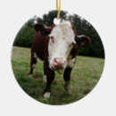 Recherche de langue ornements Photographie