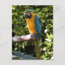 Zoek naar dierentuin briefkaarten Natuur