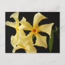 Recherche de jasmin cartes postales Jaune
