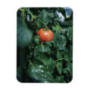 Recherche de organisme magnets Dehors