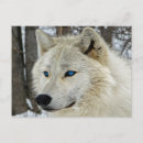 Recherche de loup arctique cartes postales Loups