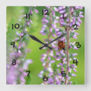 Recherche de coccinelles horloges Nature