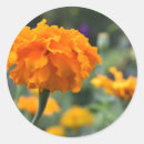 Recherche de marigold autocollants Orange
