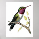 Zoek naar hummingbird posters Ornithologie