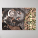 Recherche de chien de colley posters Chiens