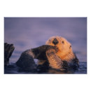 Zoek naar badende posters Schattig