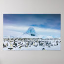 Recherche de empereur posters Nature