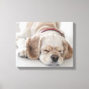 Recherche de cocker impressions sur toile Animal