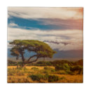 Recherche de acacia carreaux Paysage