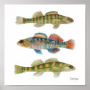 Recherche de darters posters Nature