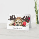 Recherche de chiwawa noël cartes Vacances
