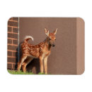 Recherche de faon magnets Animal