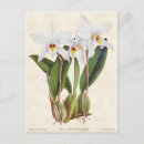 Recherche de botanique antique cartes postales Illustration