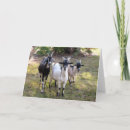 Recherche de photo de chèvre vœux cartes Chèvres