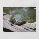 Recherche de terrapin Animal